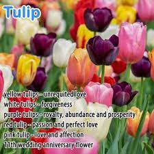 Tulips Flower Meaning Best Flower Wallpaper