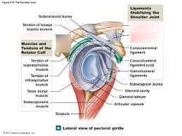 Click now and learn everything about its anatomy and function at kenhub! The Shoulder Joint Diagram Quizlet