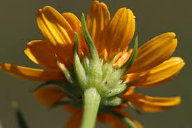 Image result for Pascalia glauca