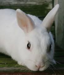 European Union Halts Cosmetics Testing On Animals Ida Is Thrilled To Tell U About An Exciting Development In Worldwide Eff Animals Cute Bunny Things To Sell