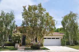 Image result for Melaleuca quinquenervia