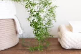 Image result for Asparagus setaceus