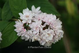 Image result for Deutzia hybrida Pink Pompon