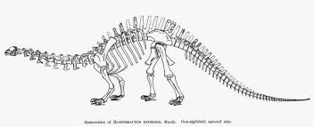 Download and print free dinosaur skeleton coloring pages to keep little hands occupied at home; Restoration Of Brotosaurus 1883 Page 86 Dinosaur Skeleton Drawing Brontosaurus Png Image Transparent Png Free Download On Seekpng