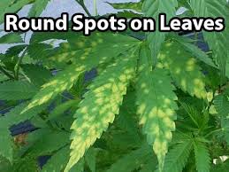 The leaves are becoming dry, turning yellow and developing black dots on them. Yellow Leaf Spot Leaf Septoria Cannabis Get Rid Of It Quickly