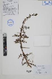 Image result for Lycium pilifolium