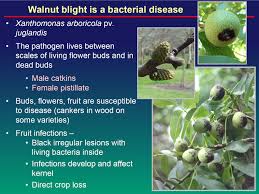Image result for Walnut blight