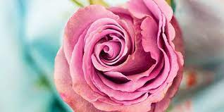 اسماء وانواع الزهور طبيعة