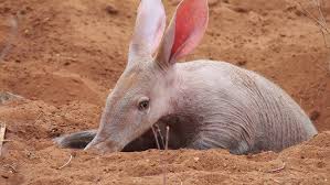 Image result for Cucumis humifructus