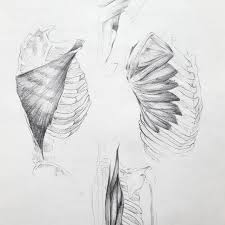 Research & reviews for your most important home health purchases. Human Body Sketch Explore Tumblr Posts And Blogs Tumgir