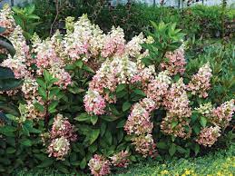 Water with rainwater to keep hydrangeas. The Best New Hydrangeas Finegardening