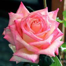 See full list on davesgarden.com Bare Rooted Rose Vlp415 Kordes Perfecta Valentine E Shop