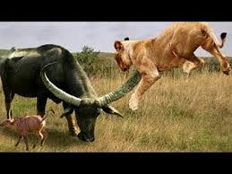 Live King Lion Attacks The Hyena Under The River Buffalo Vs Lion Vs Crocodile Wild Animal 2019 Youtube Lion Vs Bull E Bull Elephant Animals Animals Wild