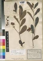 Image result for Tetracera boiviniana