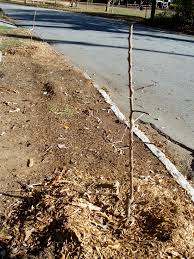 Apple Trees The Southern Urban Homestead