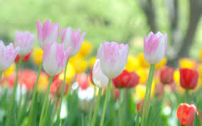 Tulips Bokeh Macro Flowers Macro Photos Widescreen Wallpaper Wallpaper Flowers Free Download Tumblr Flower Best Flower Wallpaper Flower Wallpaper