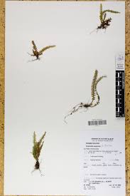 Image result for Lellingeria