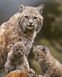 Margay leopardus wiedii (felis wieldi). A Beautiful Bobcat And Her Two Kittens The Bobcat Is A North American Wildcat With Two Recognized Subspecies They R Wild Cat Species Wild Cats Cats