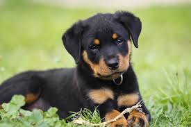 6 Best Rottweiler Dog Foods Plus Top Brands For Puppies And