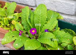 Image result for Primulaceae