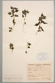 Image result for Parietaria debilis