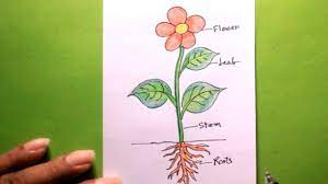 Print and color fall pdf coloring books from primarygames. How To Draw Different Part Of Plant Easy A Cute Plant Draw A Plant Easy Plant Drawing Youtube