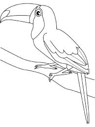 Http Animalia Life Com Image Php Pic Images Toucan Coloring Pages Toucan Coloring Pages 17 Jpg Oiseaux A Colorier Coloriage Dessin Perroquet