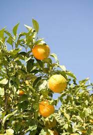 Don't be surprised if the neighborhood wants to buy some of your delicious homegrown oranges! How To Plant Orange Seeds Lovetoknow