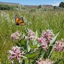 The Loss Of Milkweed Plants In Breeding Areas Across The United States Is Believed To Be A Significant Factor In Monarch Milkweed Plant Milkweed Seeds Milkweed