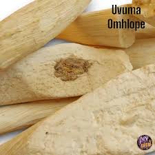 Image result for Synaptolepis