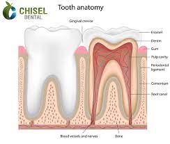 Teeth Anatomy Dental Care Teeth Anatomy Root Canal Root Canal Treatment