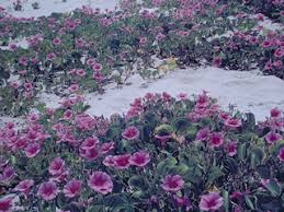 Image result for Ipomoea pes-caprae