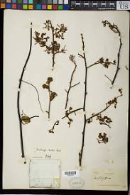 Image result for Cyphostemma heterotrichum