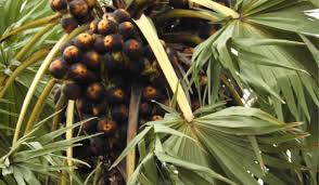 Image result for Borassus