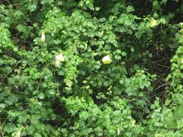 Image result for Hibiscus ludwigii