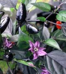 Ornamental pepper 'purple flash' (capsicum annuum) join the club to manage your garden plant details; Chilli Zoo Plants 2014 Chilli Plant Stuffed Peppers Pepper Plants