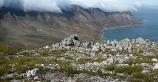 Image result for Prismatocarpus cordifolius