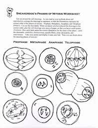 In this worksheet, we are going to demonstrate how chromosomes and alleles segregate during meiosis. Cells Alive Worksheet Answer Inspirational The Cell Cycle Card Catalog Worksheets With Addition Practice First Grade 1st Fraction Subtraction Personal Expense Same And Different Pictures For Preschool Calamityjanetheshow