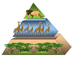 Science students will find this look at biology and. Lesson 4 Food Chains Mpalalive