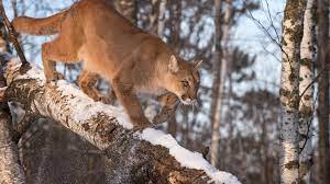 4.0 out of 5 stars 263. Der Nordamerikanische Puma Uber Jagdmoglichkeiten