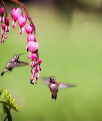 Hummingbird Pretty Birds Beautiful Birds Pet Birds