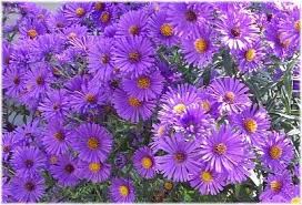 Asters Autumn Flowering Plants Aster Flower Shade Flowers