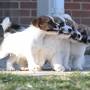 Profile Picture of DBF Russell Terriers in Virginia - Good Dogon Google