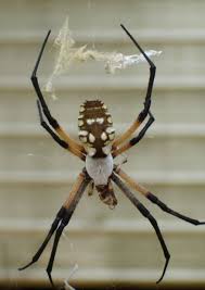 Jun 14, 2021 · once you have a few gophers in your yard, the problem will snowball as the gophers reproduce. Ballooning Spiders Search For Homes Local Azdailysun Com