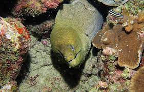 For other uses, see moray (disambiguation). Giant Moray Eel Sanook Scuba