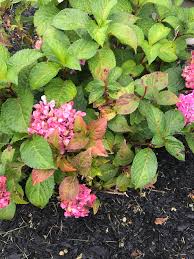They get 6 hours morning sun, water from my i may have gotten some of my reading on them mixed up and i am scared to mess with them. Why Are My Hydrangea Leaves Turning Red We Ve Had Lots Of Rain And I M Getting Brown Spots Bc Of It But This Small Bunch Of Leaves Are Going Red What Is Going