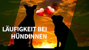 Hündinnen werden zumeist zweimal im jahr läufig. Laufigkeit Bei Hundinnen Die Wichtigsten Antworten Zu Laufigkeit Bei Hundinnen Youtube