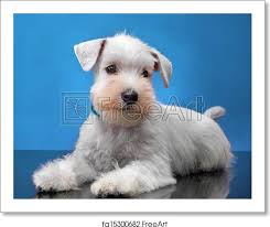 Coat colors include black, white, salt and pepper, and black and silver. Free Art Print Of White Miniature Schnauzer Puppy Portrait Of White Miniature Schnauzer Puppy Freeart Fa15300682