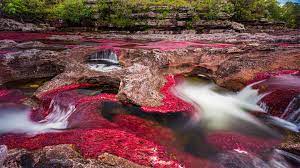 Bewertungen, hotelbilder & top angebote: Der Fluss Cano Cristales In Der Serrania De La Macarena Bergkette Kolumbien Bing Gallery