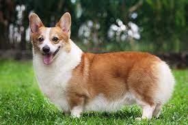 Maybe you would like to learn more about one of these? Where To Find Corgi Puppies For Sale Under 300 Petsidi